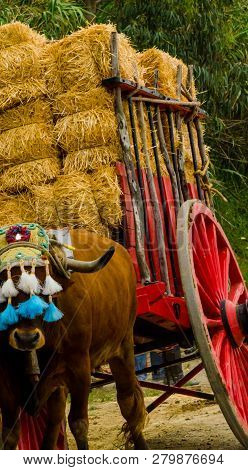 Almayate, Spain - April 21, 2018 Traditional Andalusian Contest Based On The Presentation Of The Abi