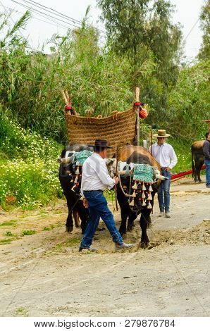 Almayate, Spain - April 21, 2018 Traditional Andalusian Contest Based On The Presentation Of The Abi