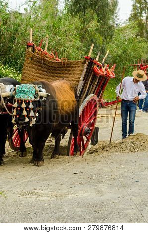Almayate, Spain - April 21, 2018 Traditional Andalusian Contest Based On The Presentation Of The Abi
