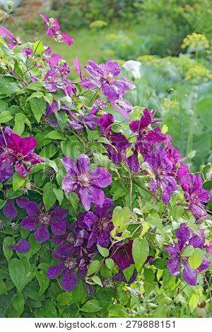 Beautiful Flowers Of Clematis Near House. Big Bush Of Clematis Growing In Garden. Clematis Climbing 