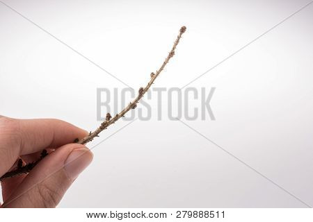 A Unique Photo Of Bright Tender Offshoot  Of A Tree Growing