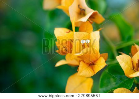 Blooming  Orange Bougainvillea Flower Or Paperflower  On Blur Green Background