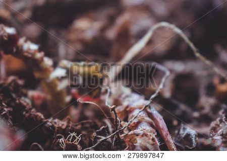 Beautiful Dry Old Green Plant Background Grunge