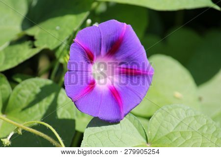 Light Blue Flower Of Ipomoea Purpurea Or Purple Morning Glory Plant