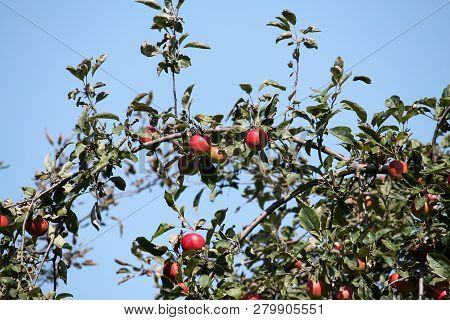 Fruit-bearing Branches Of Apple-tree With Red Apples And Green Leaves Against Blue Sky