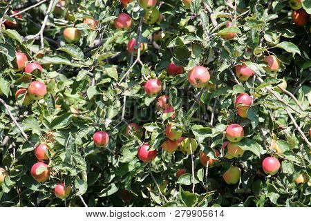 Fruit-bearing Branches Of Apple-tree With Red Apples And Green Leaves
