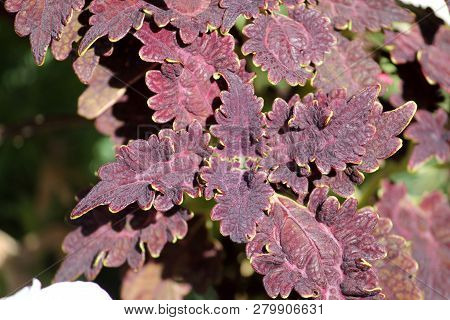 Coleus Blumei Or Painted Nettle. Cultivar With Dark Purple Leaves