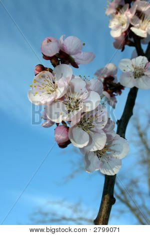 Forårsblomster