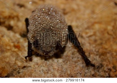 Daubenton Bat Is Hibernating In The Kyanka Cave