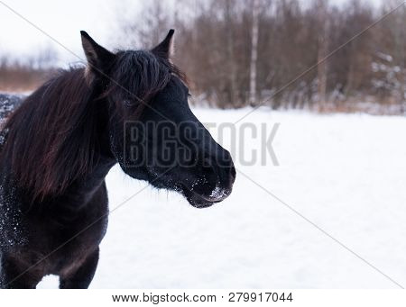 The Black Free Mare Is Against Of A Background Of A Winter Forest. The One Horse With A Beautiful Lo
