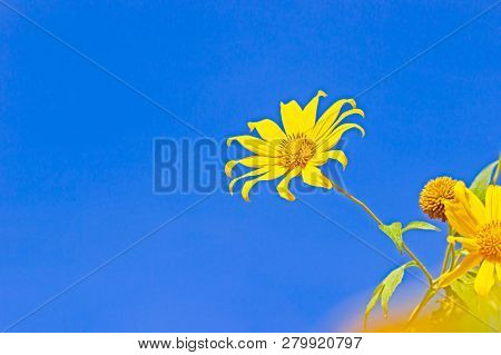 Closeup Single Yellow Tree Marigold Or Maxican Sunflower In The Blue Background Of The Sky.