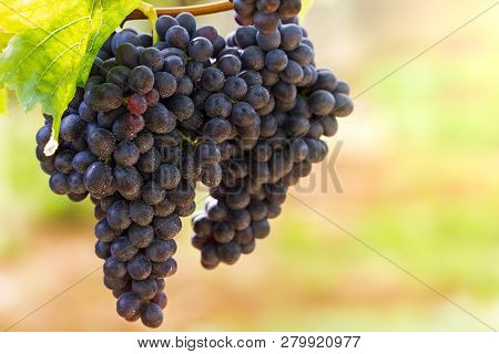 Bunch Of Grapes And Drops Of Water On The Tree In Organic Farm With Morning Sunlight.
