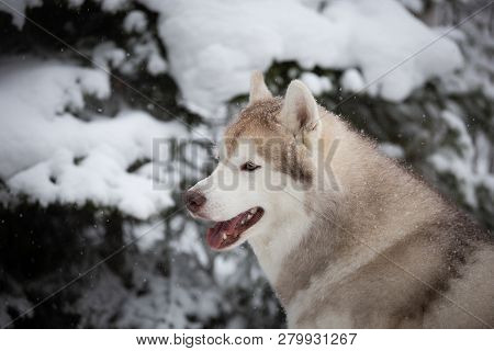 Profile Portrait Of Beautiful, Serius And Free Beige Dog Breed Siberian Husky Lying On The Snow In T