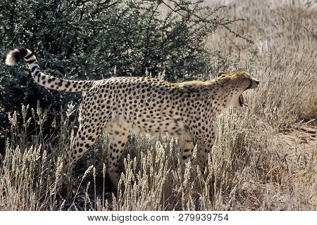 Cheetah (acinonyx Jubatus), Africa, Namibia, Hardap, Kalahari