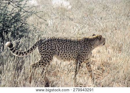 Cheetah (acinonyx Jubatus), Africa, Namibia, Hardap, Kalahari