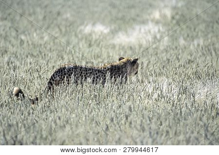 Cheetah (acinonyx Jubatus), Africa, Namibia, Hardap, Kalahari