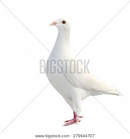 White Feather Of Homing Pigeon Bird Isolated White Background