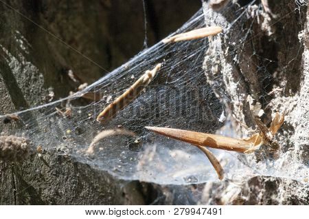 Pine Seeds On Spiderweb With Some Spruce Branches And Pine Needles In The Background.