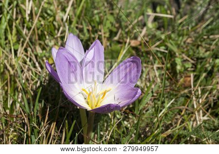 White Crocuses In Spring Garden Close Up