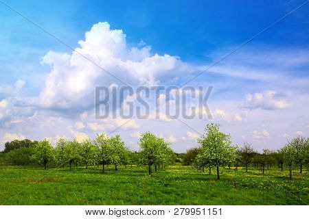 Green Field And Fruits Trees. Sring Nature Background.