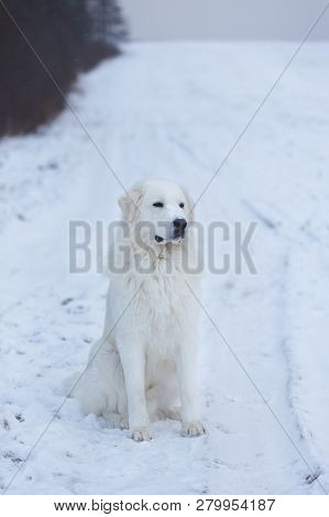 Profile Portrait Of Gorgeous Maremmano-abruzzesse Sheepdog Sitting On The Snow In The Field. Profile