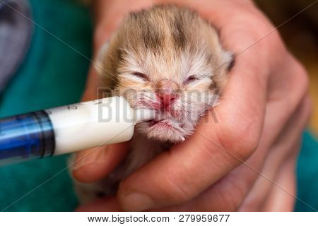 Feeding A Newborn British Kitten With A Milk Mixture From A Syringe, Saving A Kitten Left Without A 