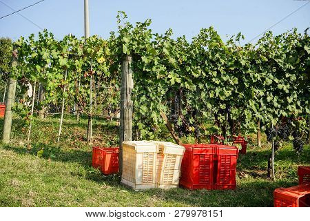 Harvesting Of Grapes In The Cannubi Area In Barolo, Piedmont - Italy