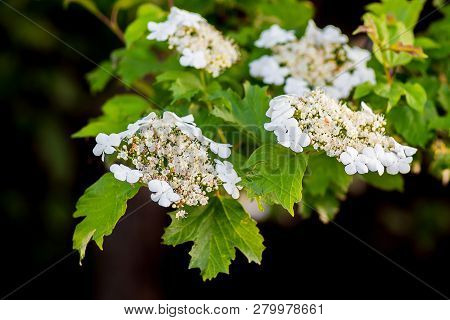 White  Flowers Of Guelder Rose On  Dark Background. Flowering Guelder Rose