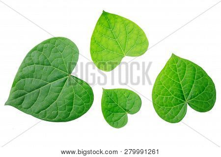 Leaf Of Green Ipomoea Plants On White Background. Top View