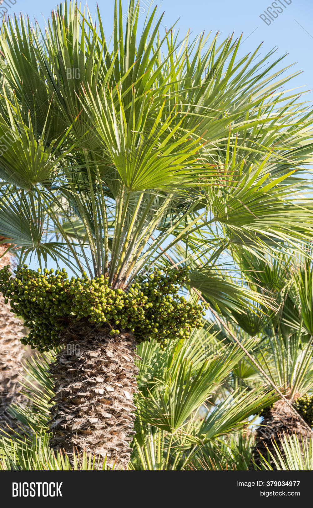 Palm Trees Woody Trunk Image & Photo (Free Trial) Bigstock