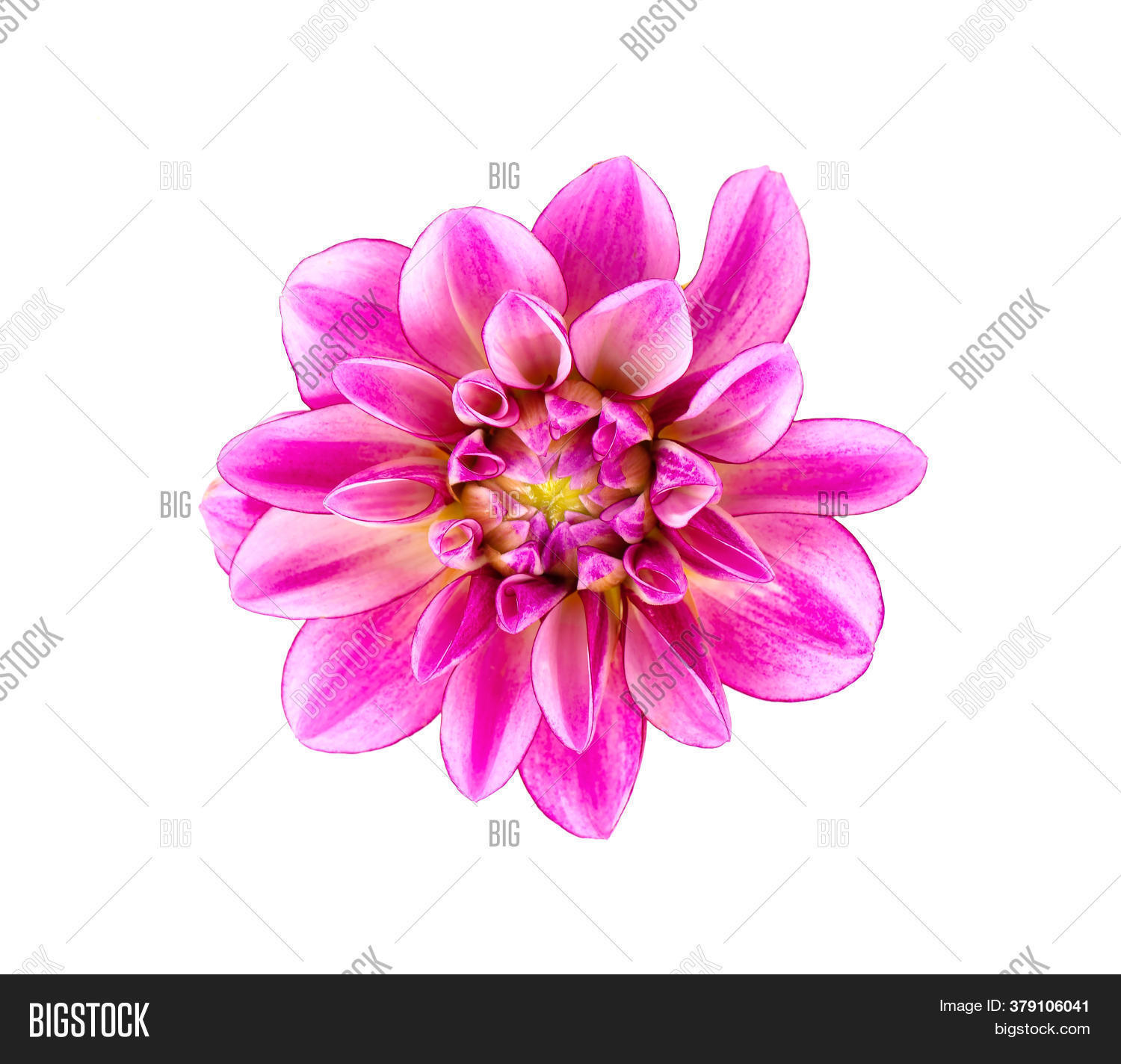 Dahlia Flower Pink Image Photo Free Trial Bigstock Dahlia Flower Pink Image Photo Free Trial Bigstock