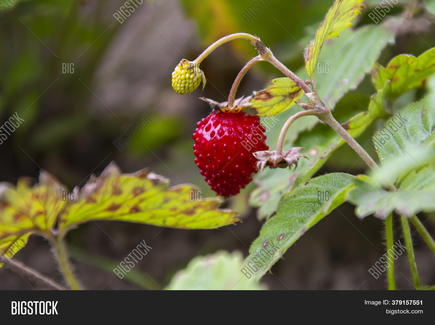 Strawberry Bushes Image & Photo (Free Trial) Bigstock