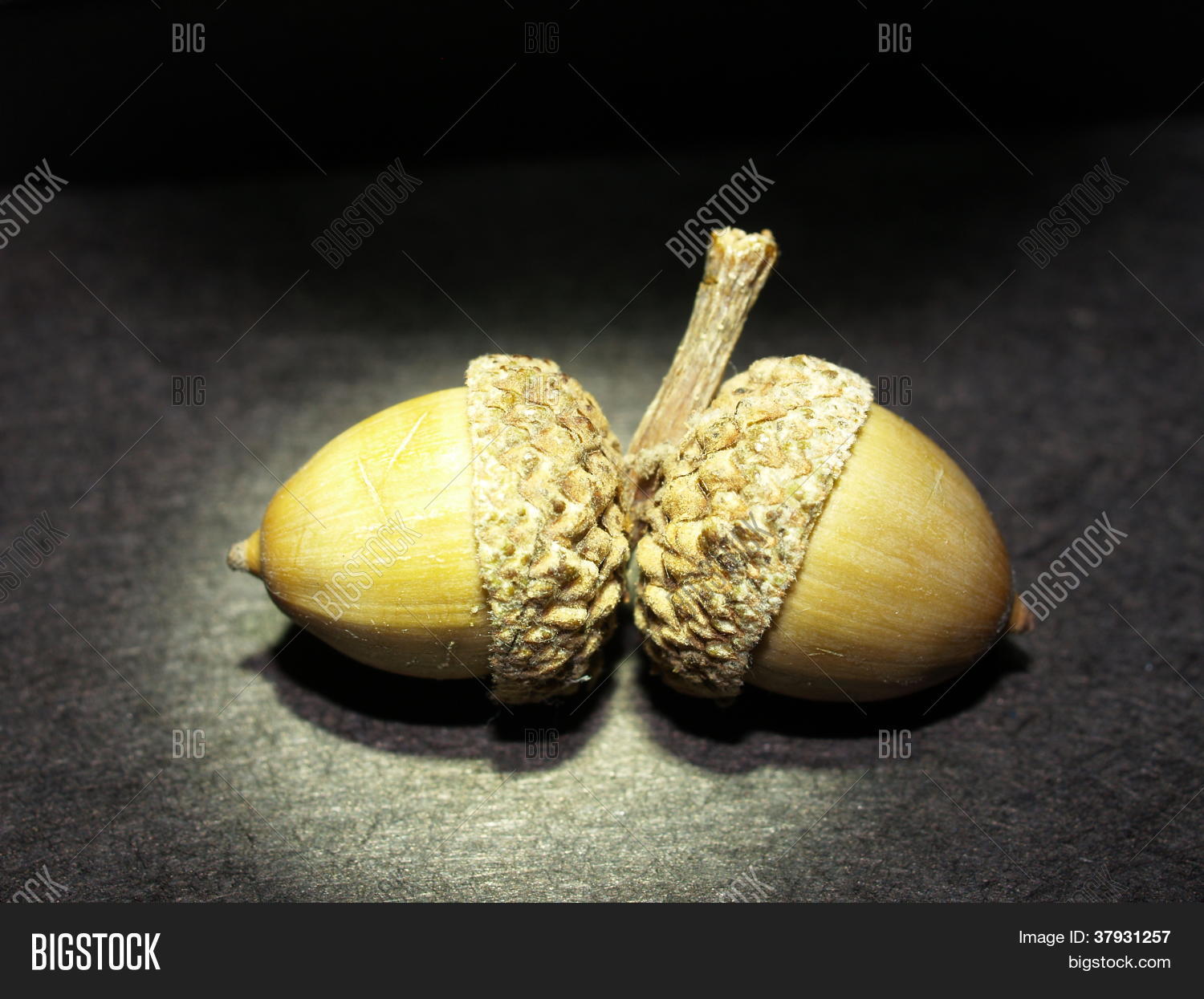 Two Nuts Image & Photo (Free Trial) Bigstock