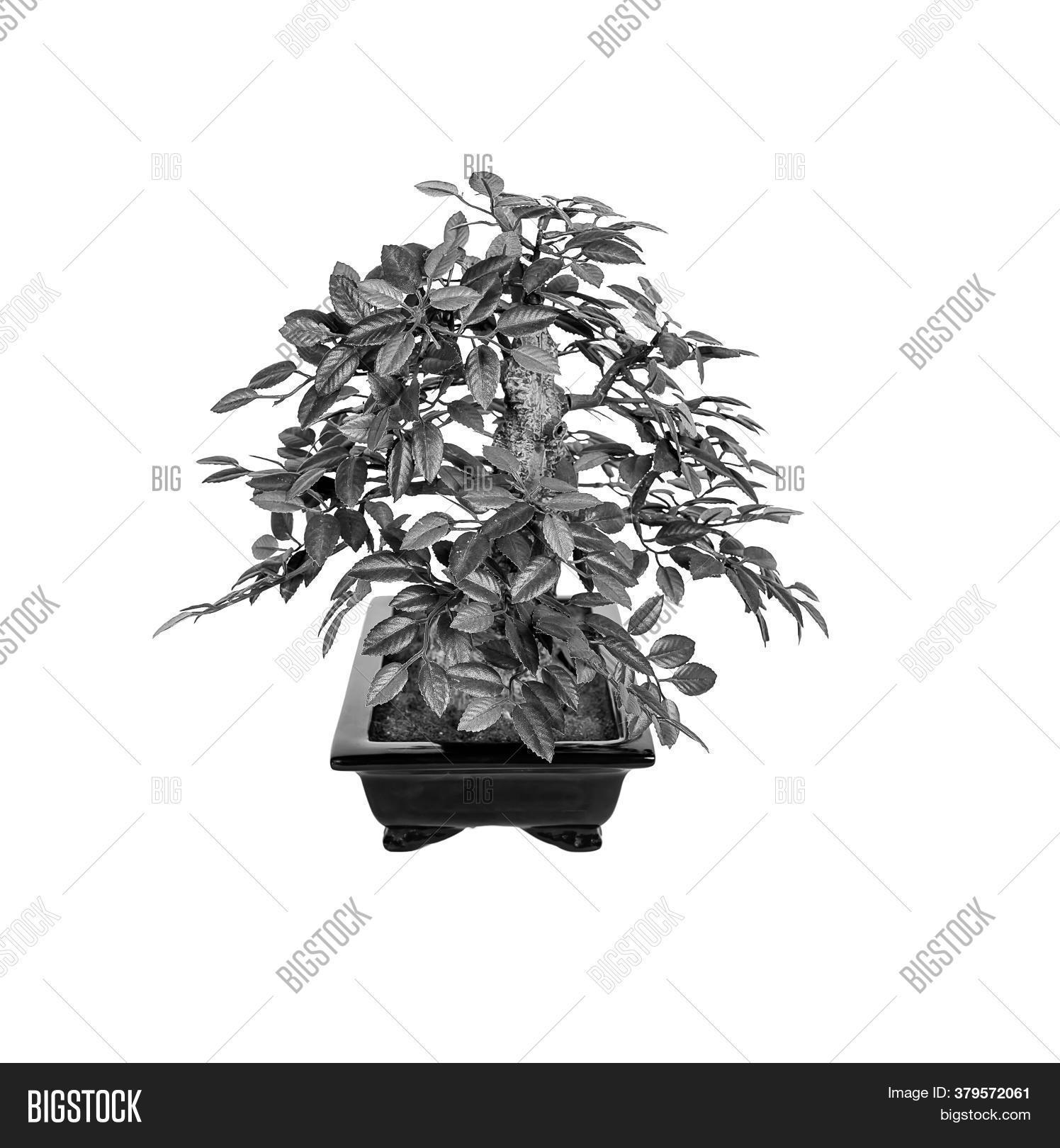 Bonsai Tree Isolated Image & Photo (Free Trial) | Bigstock