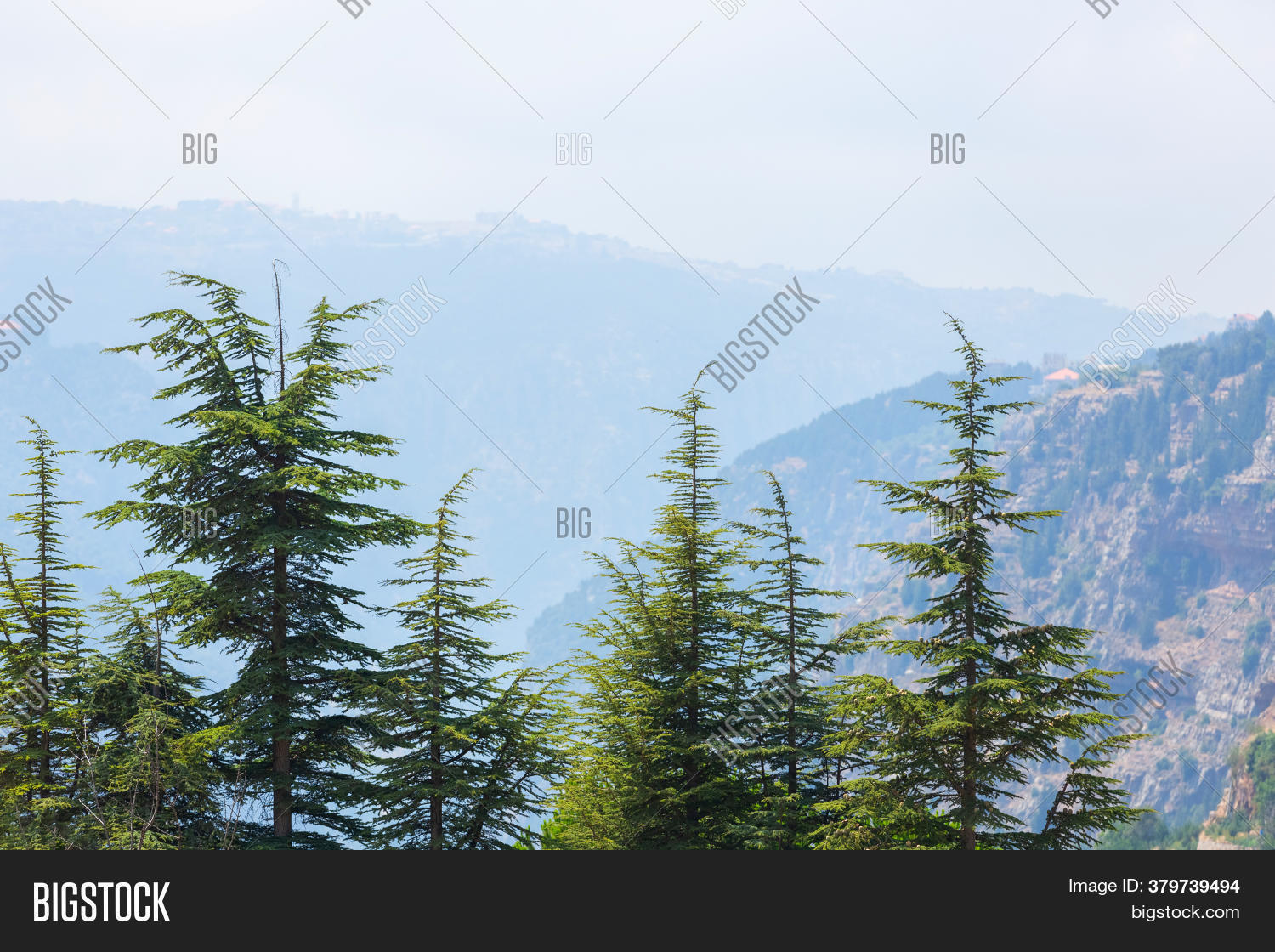 Lebanon Cedar Trees Image & Photo (Free Trial) Bigstock