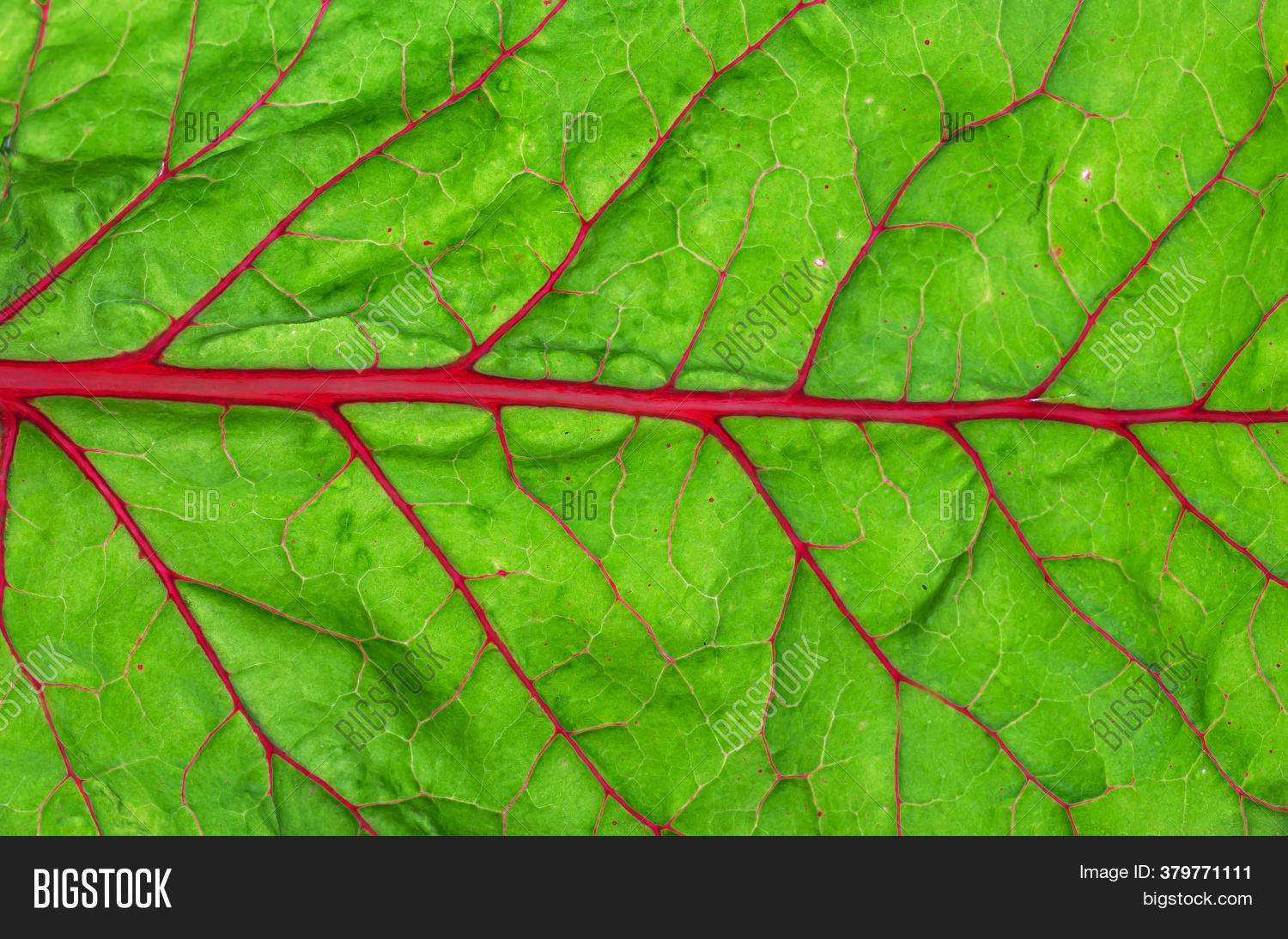 Beet Leaf Texture. Image & Photo (Free Trial) Bigstock