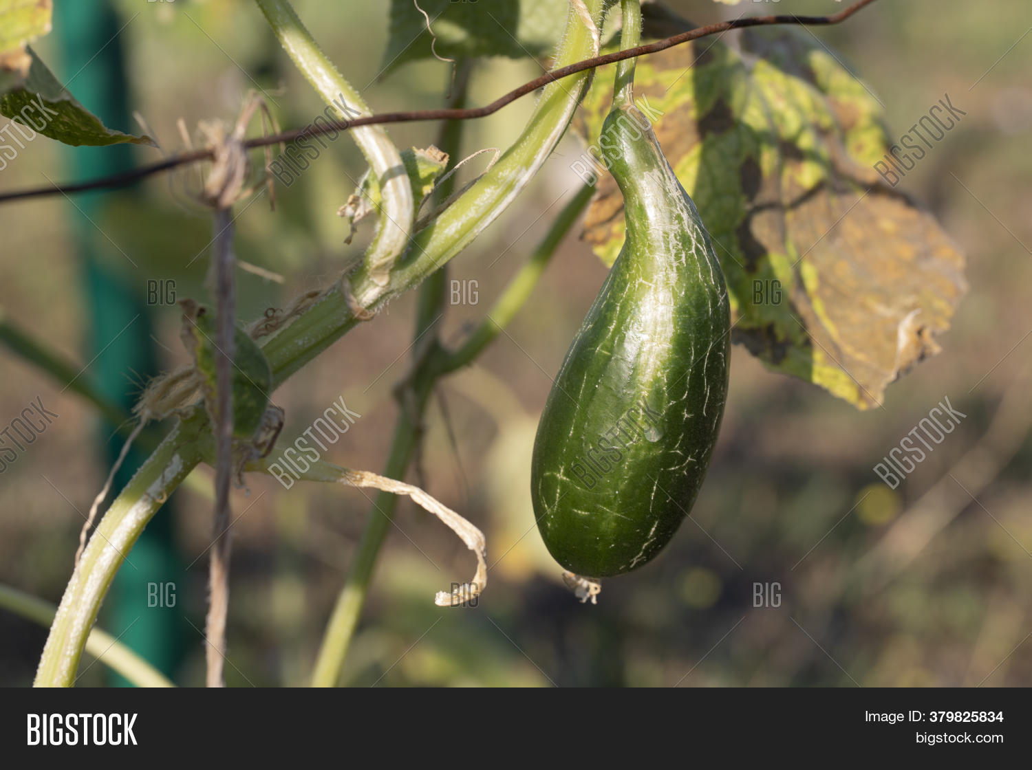 Deformation Cucumber Image & Photo (Free Trial) Bigstock