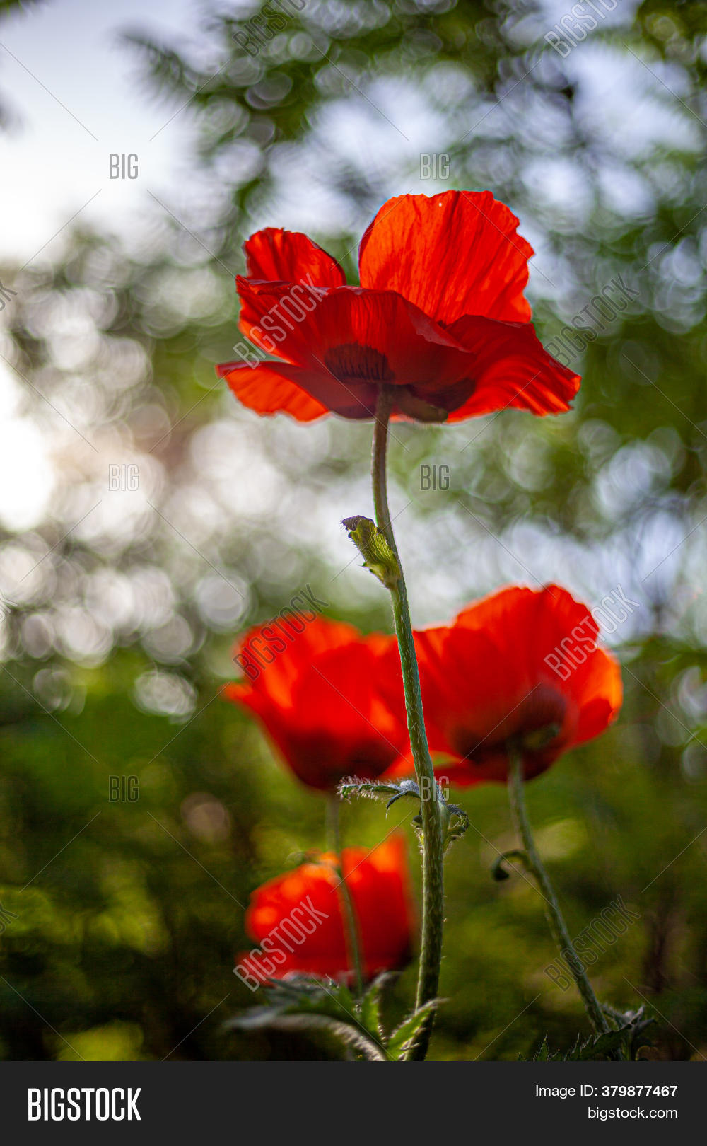 Red Poppies. Buds Image & Photo (Free Trial) Bigstock