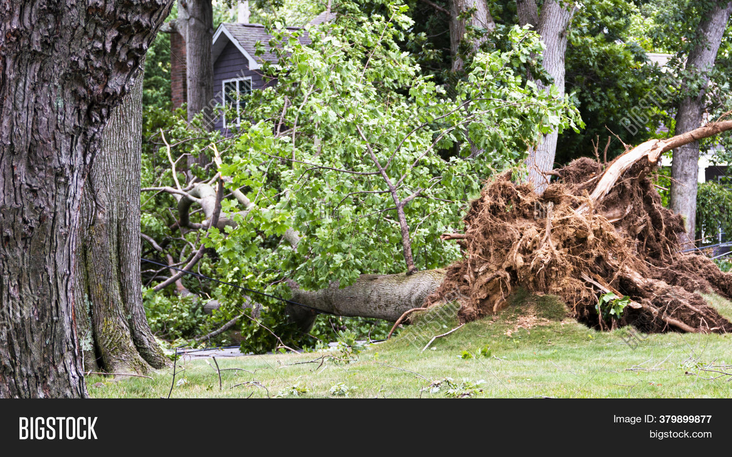 Tree Blown Down During Image & Photo (Free Trial) Bigstock