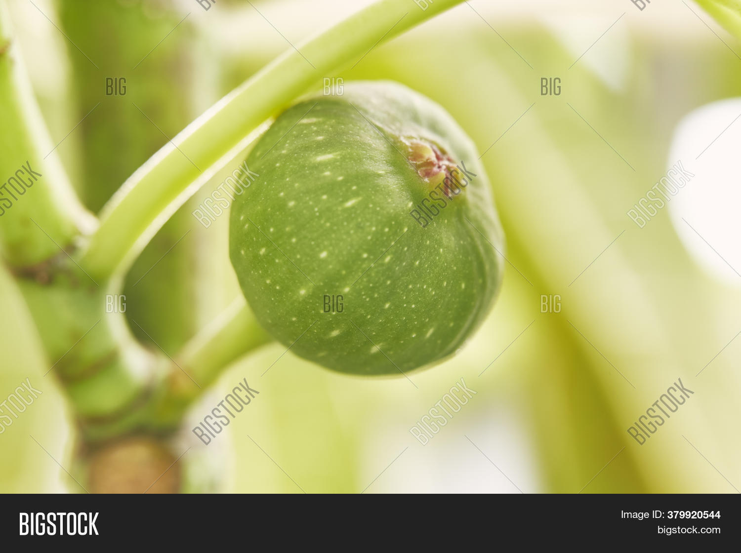 Close Green Fig Tree Image & Photo (Free Trial) Bigstock
