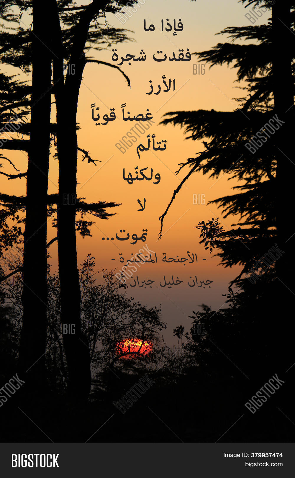 Quote About Cedar Tree Image & Photo (Free Trial) Bigstock