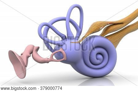 3d Illustration Of Inner Ear .cochlea In Color Background