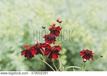 Coreopsis Limerock Ruby Flowers On A Green Background