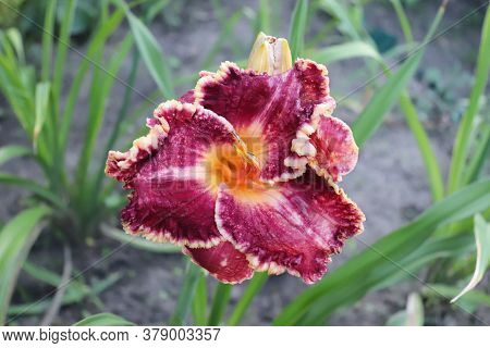 Luxury Flower Daylily Duke Of Gascone In The Garden Close-up. The Daylily Is A Flowering Plant In Th