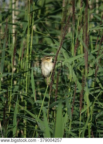 Sedge Warbler (acrocephalus Schoenobaenus) Perched On Reed Stem