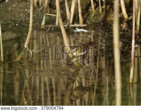 Sedge Warbler (acrocephalus Schoenobaenus) With Reflection On Water