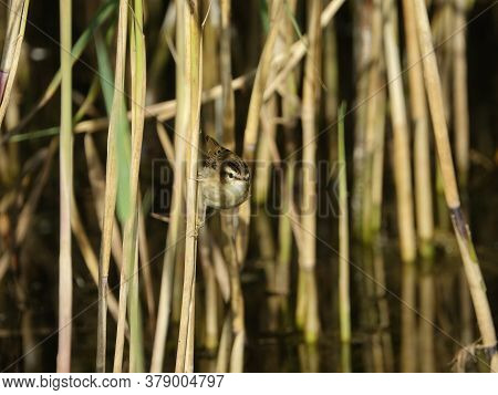 Sedge Warbler (acrocephalus Schoenobaenus) Perched On Reed Stem