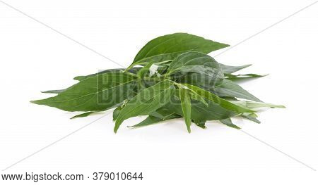 Andrographis Paniculata Plant Green  On White Background.
