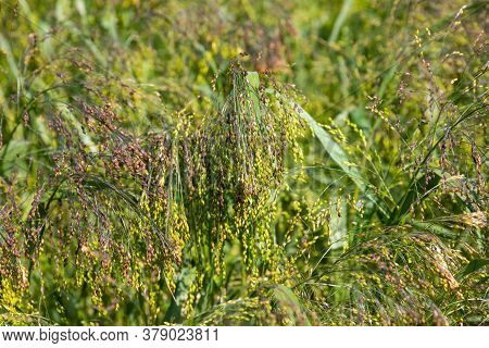 Close Up Of Little Millet Stalk With Grains. Millet Is Used As Food, Fodder And For Producing Alcoho