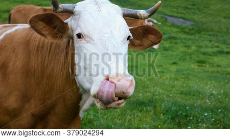 Cattle In A Alpine Mountain Pasture. Grass Fed Cows Are Rich In Omega-3 Fatty Acids.